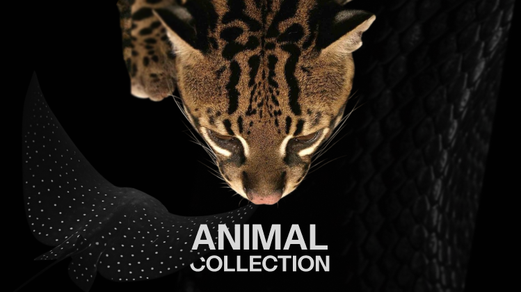 Коллекция Animal: новое слово в декоративном искусстве